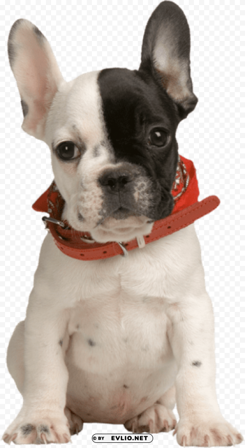 puppy Isolated Illustration in HighQuality Transparent PNG