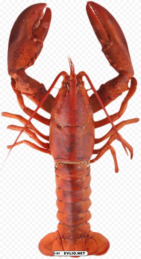 lobster top Isolated Subject with Clear PNG Background