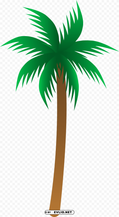 Palm Tree Transparent PNG Isolated Object With Detail
