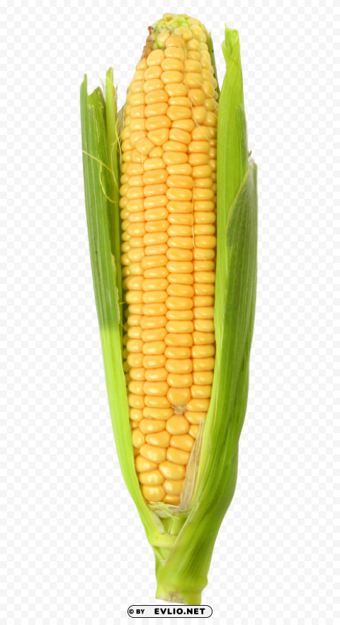 corn PNG files with transparent canvas collection