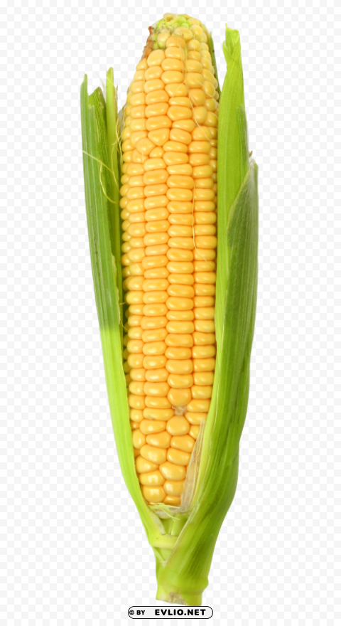 corn PNG files with transparent canvas collection PNG images with transparent backgrounds - Image ID 7791b57b