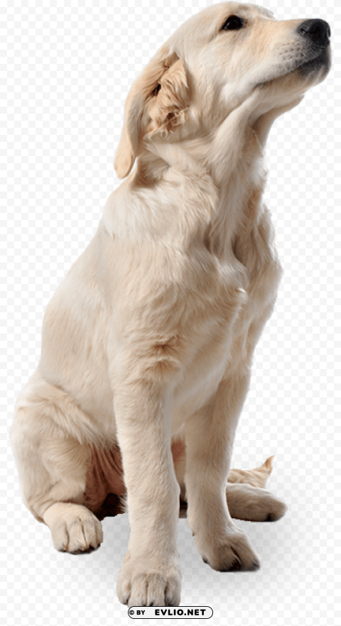 dog PNG clear images
