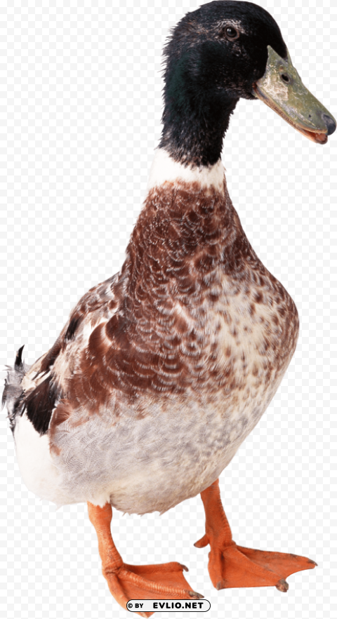 Duck PNG Image Isolated With HighQuality Clarity