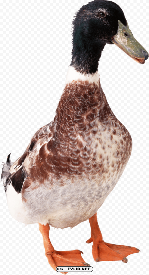 duck from front PNG for use