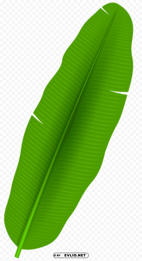 exotic palm leaf PNG for mobile apps