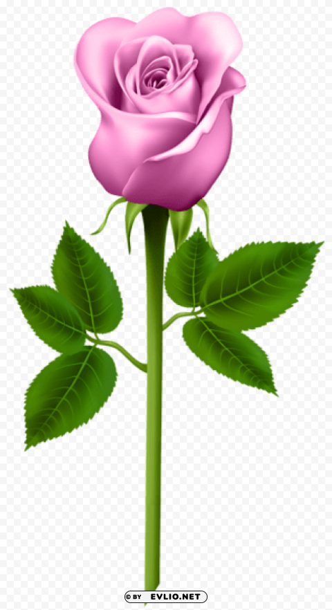 Pink Rose High-quality PNG Images With Transparency