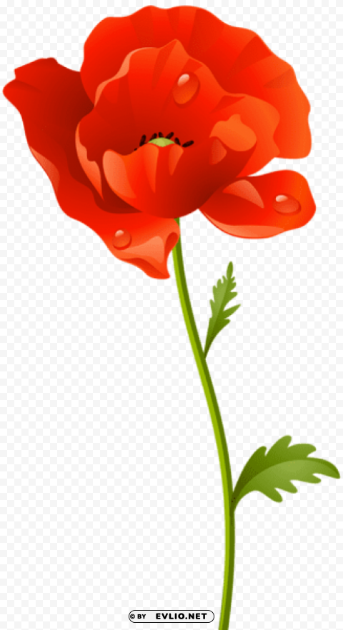 red poppy flower Isolated Subject with Clear Transparent PNG