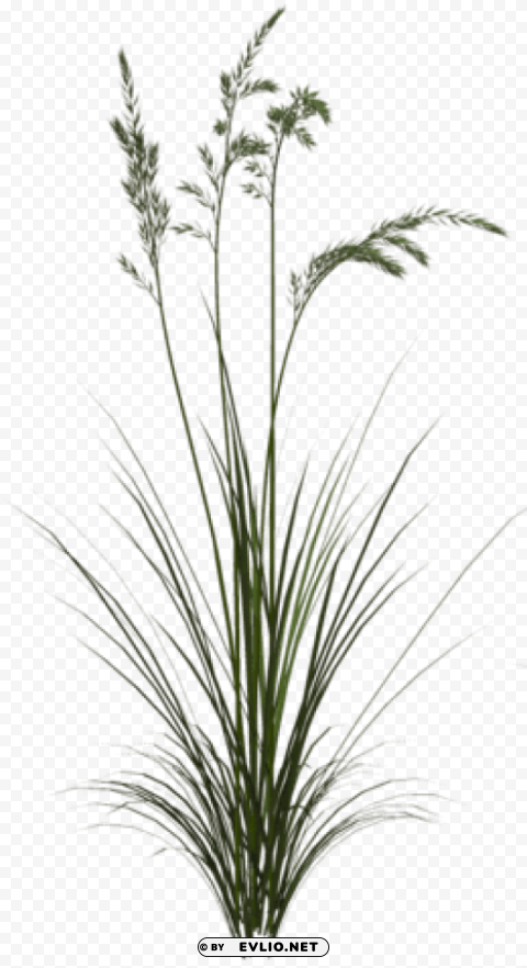 sweet grass Isolated Graphic with Transparent Background PNG