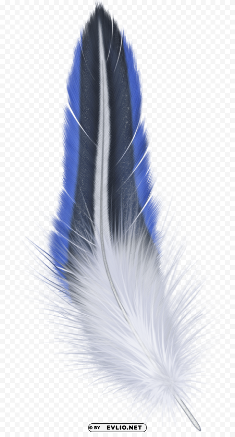 feather PNG with Isolated Object and Transparency