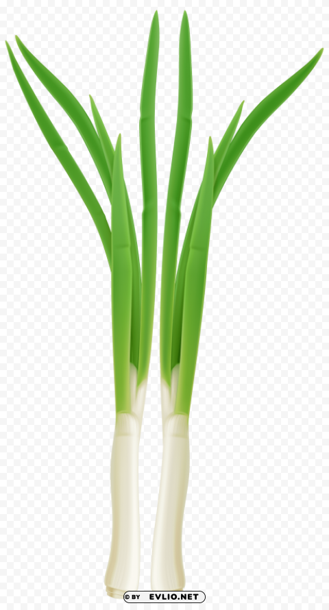 fresh onion Free download PNG with alpha channel