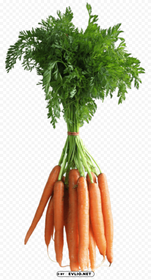 Carrotspicture Clear PNG Images Free Download