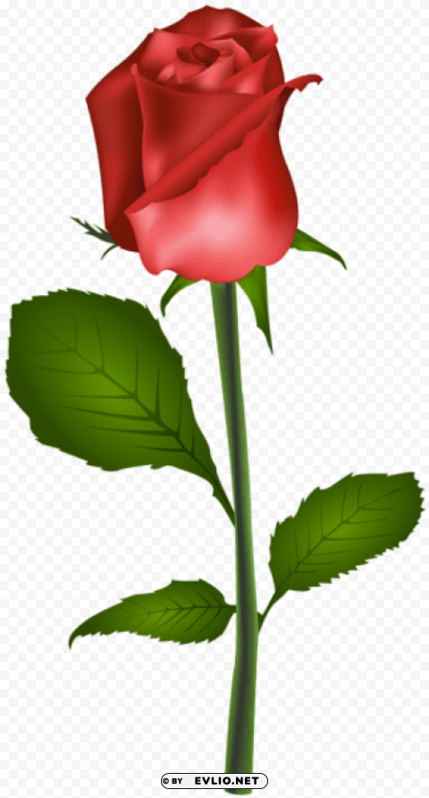 Red Rose Isolated Artwork On HighQuality Transparent PNG
