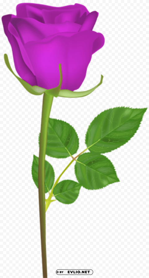 rose with stem purple Transparent Background Isolated PNG Illustration