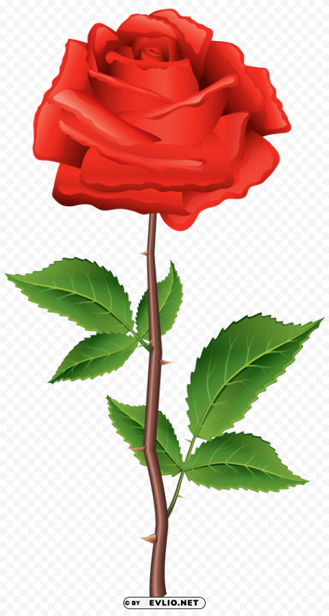 stem red rose PNG transparent images extensive collection