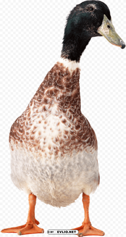 goose Isolated Artwork on Clear Background PNG