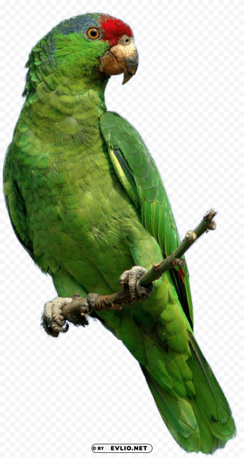 green parrot PNG Image with Isolated Icon