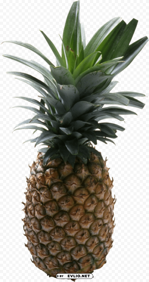 pinapple PNG images without watermarks