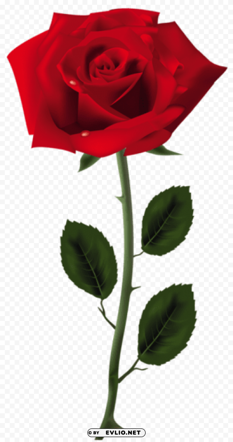 red rose art picture PNG files with transparent canvas extensive assortment