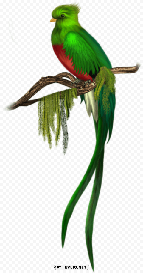 green bird free High-quality PNG images with transparency