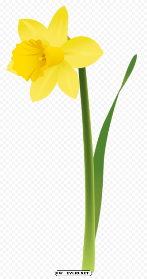 spring yellow daffodil Transparent Background PNG Isolated Graphic