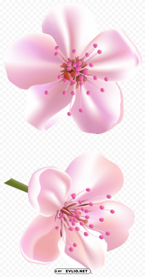 Spring Pink Tree Flowers PNG Images Alpha Transparency