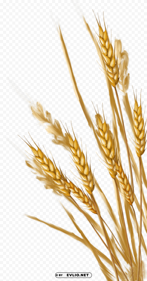 Wheat PNG graphics with clear alpha channel