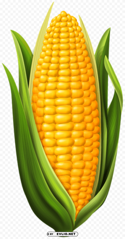 corn Clear Background PNG with Isolation