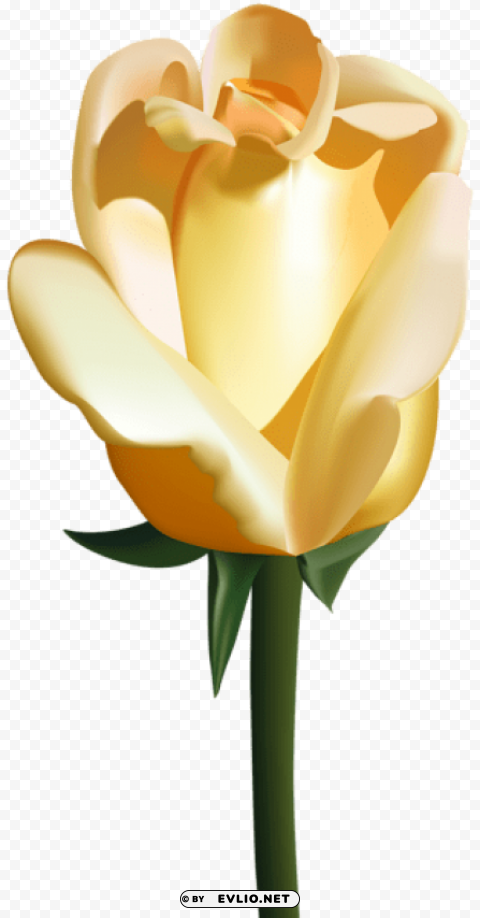 PNG image of yellow rose PNG with alpha channel with a clear background - Image ID 4c952d16