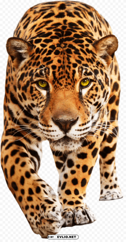 Cheetah Isolated Design On Clear Transparent PNG