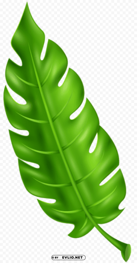 exotic green leaf PNG for free purposes clipart png photo - e6186ffe