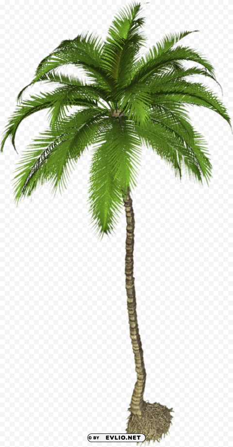 PNG image of palm tree pic PNG transparency with a clear background - Image ID 4febeedb