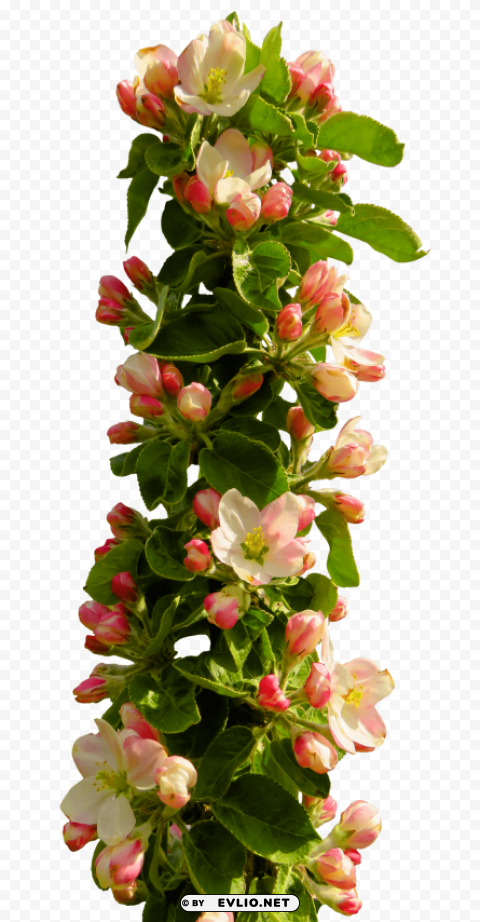 spring flower Isolated Subject with Transparent PNG