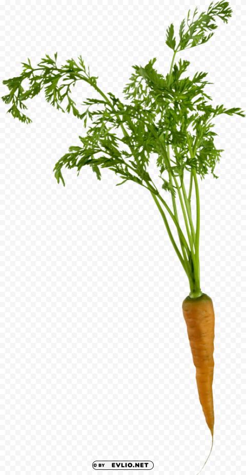 carrot PNG objects