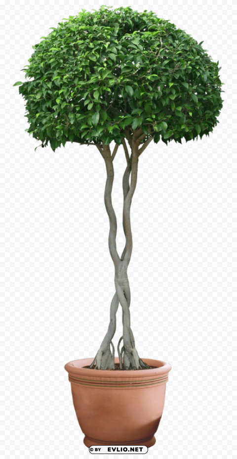 plants Transparent PNG Isolated Graphic Detail