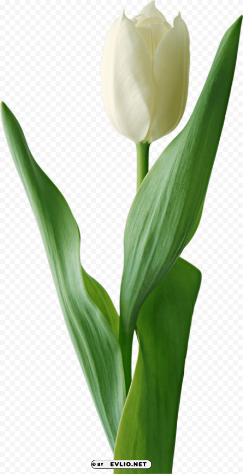 tulip Isolated Icon with Clear Background PNG