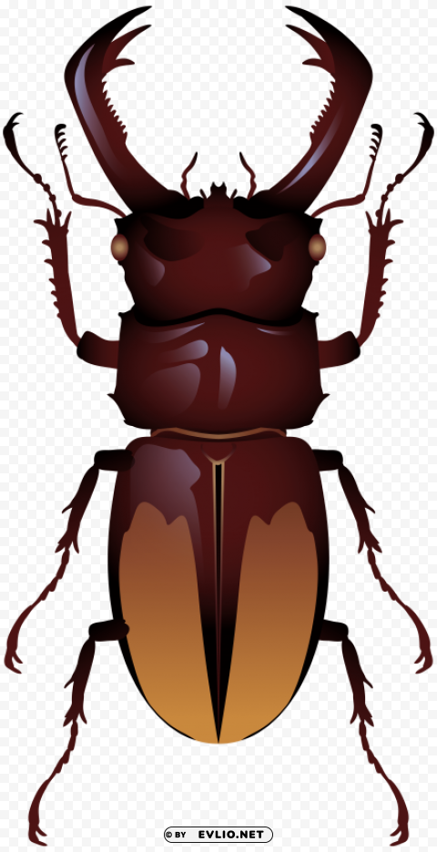 beetle PNG Graphic Isolated on Transparent Background
