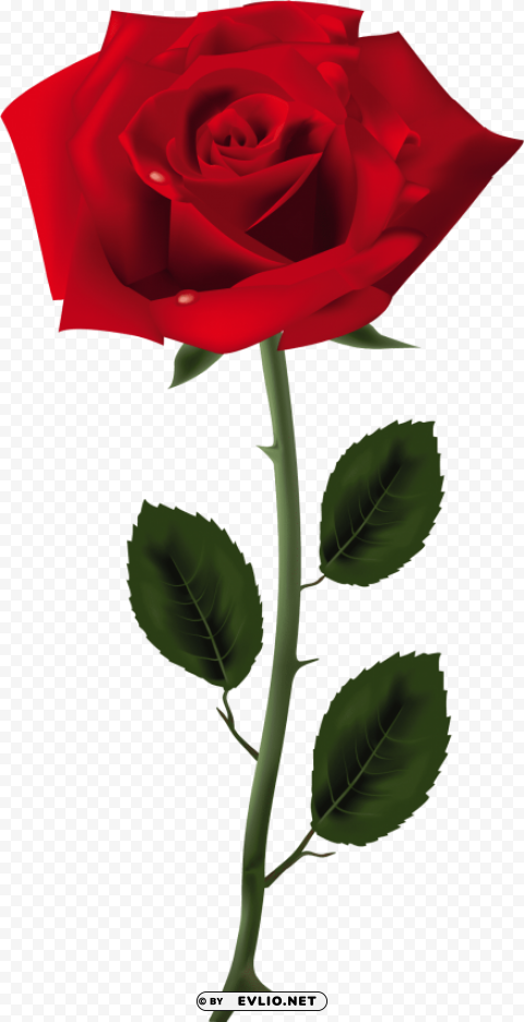rose PNG picture PNG transparent with Clear Background ID d1abca8a