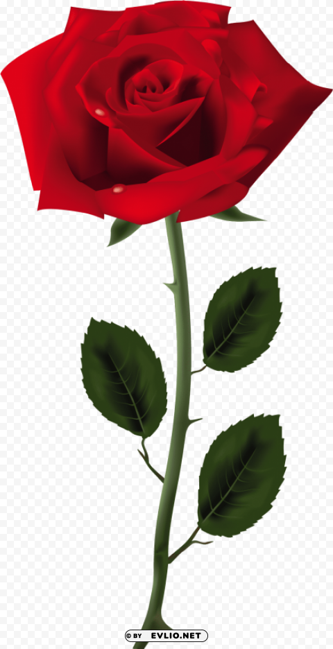 Rose PNG Picture