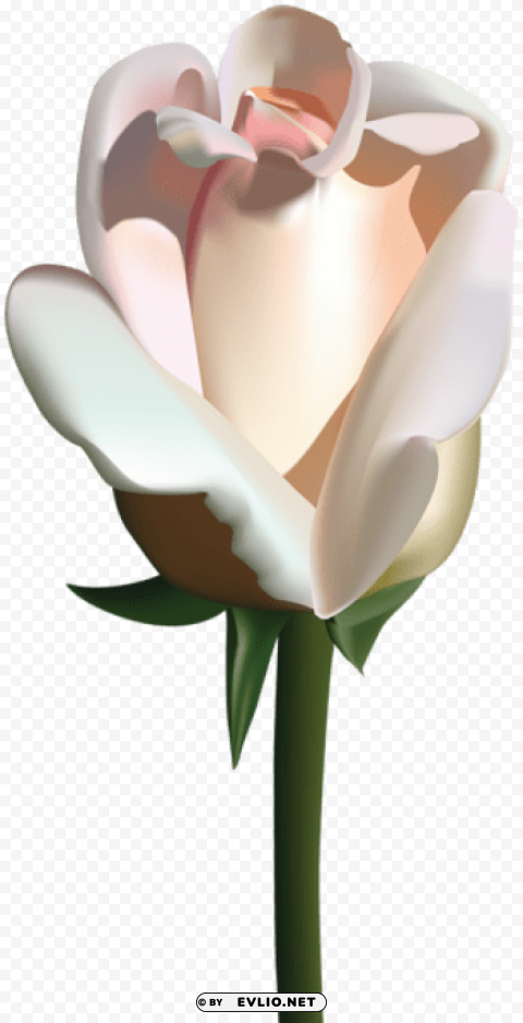 White Rose PNG Transparent Photos Massive Collection