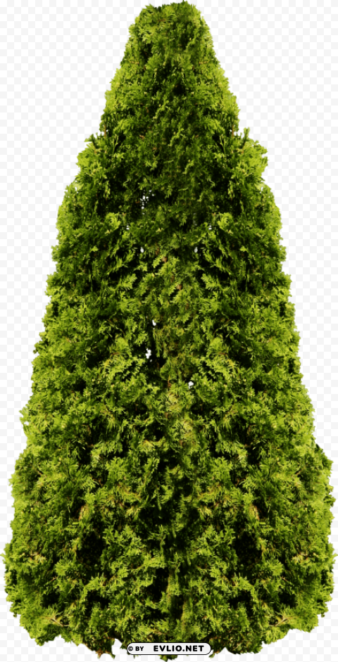 fir tree Transparent PNG Isolated Object with Detail