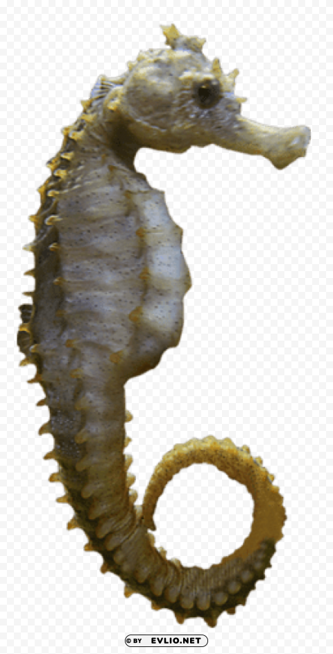 seahorse sideview PNG images with no background free download