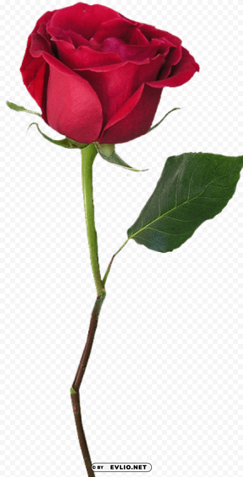 rose with stem PNG images without licensing PNG transparent with Clear Background ID e11a777f