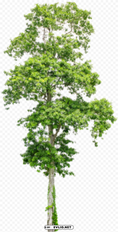 Tree PNG Images With Transparent Layer