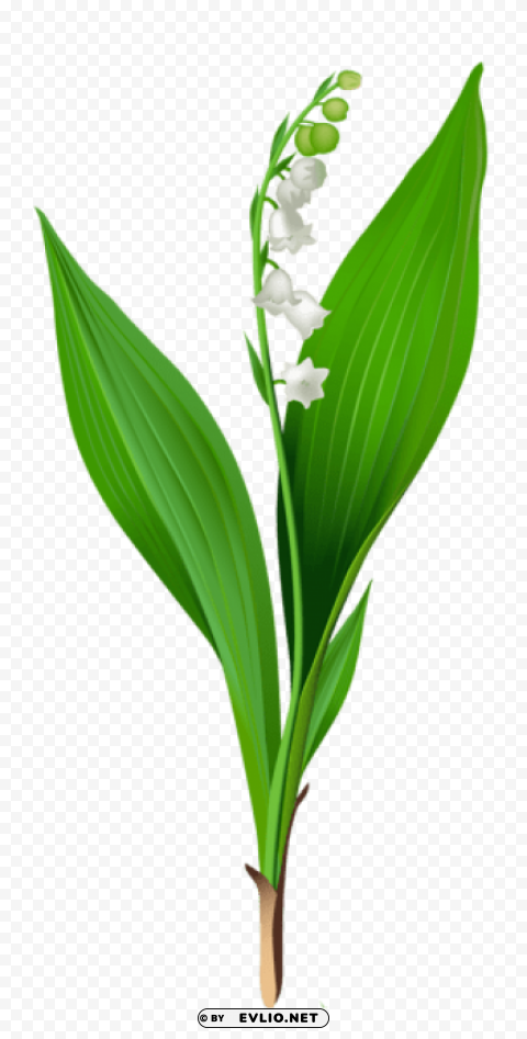 spring lily of the valley Transparent Background PNG Isolated Character