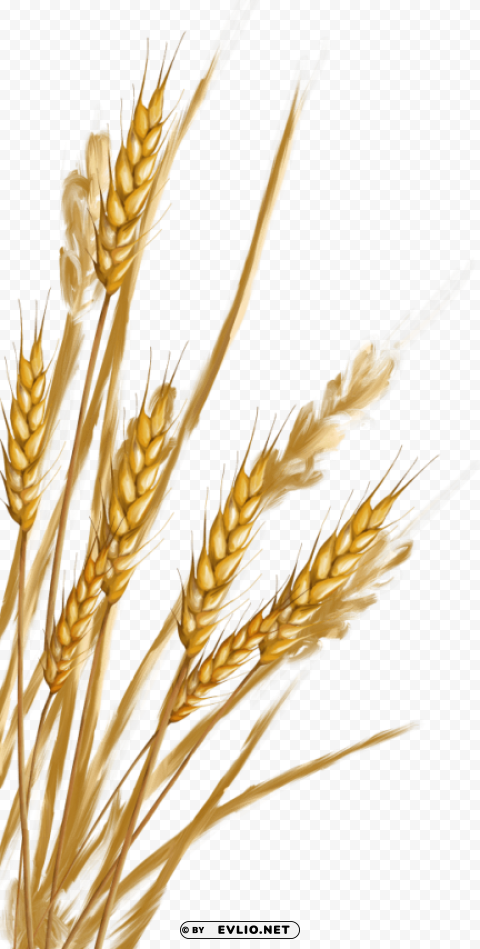 Wheat PNG Graphic with Transparency Isolation