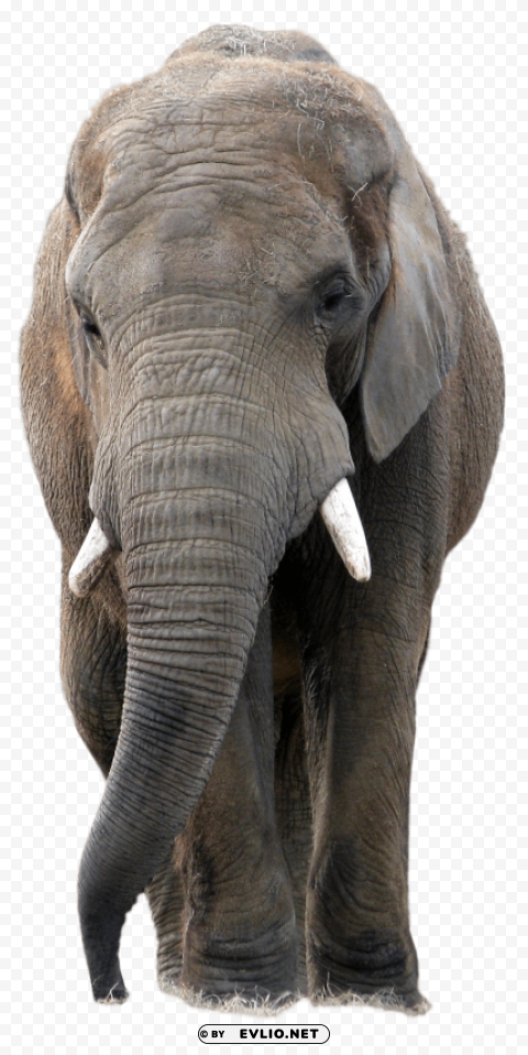 gray elephant standing Isolated Graphic Element in Transparent PNG