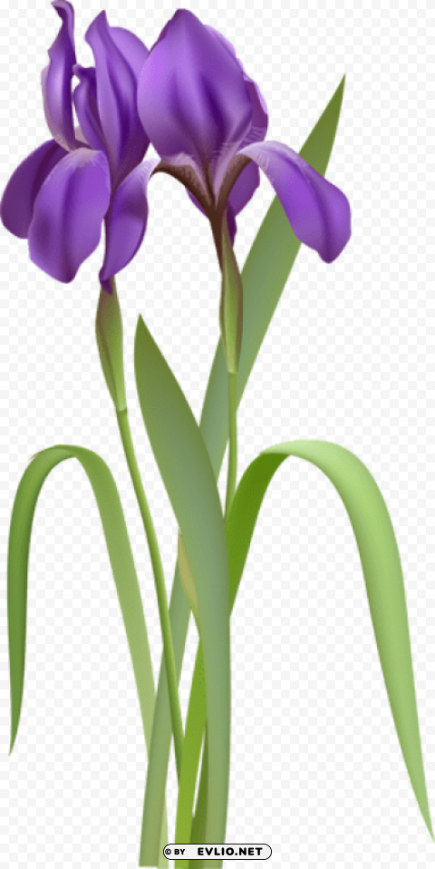 iris spring flower Transparent Background PNG Isolated Element