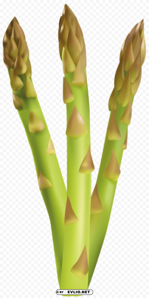 asparagus Free PNG images with clear backdrop