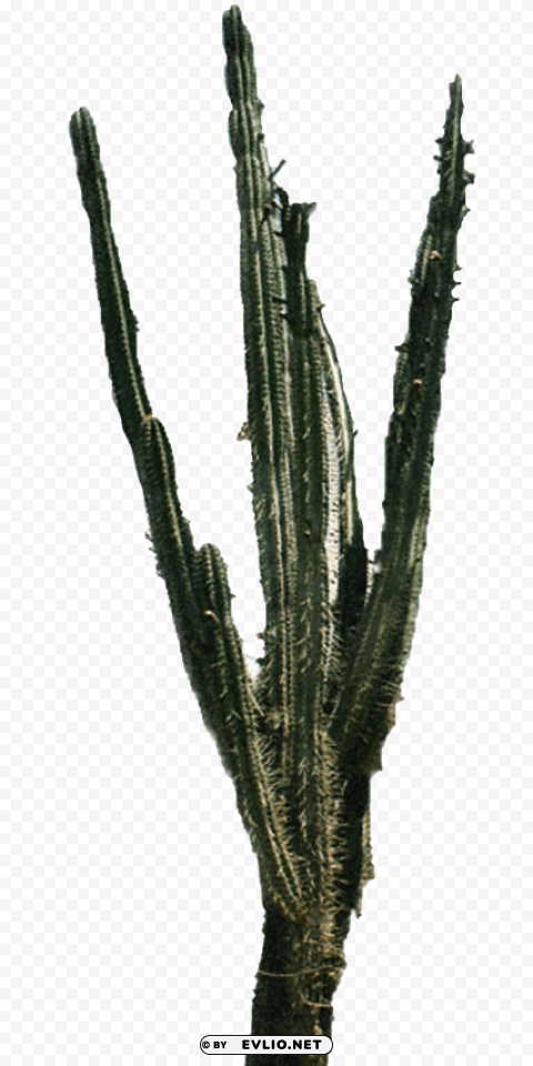 cactus 2 Alpha channel transparent PNG