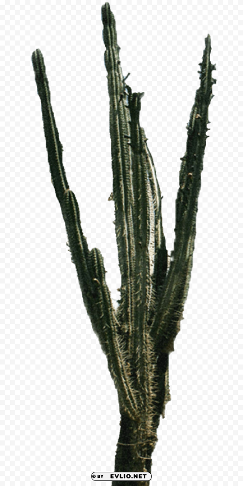 Cactus 2 Alpha Channel Transparent PNG